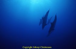 Right place, right time. Dolphins are a rare sight on Gra... by Johnny Christensen 